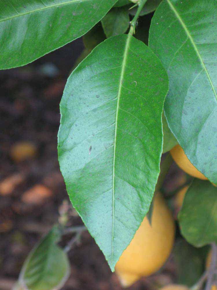              Unifoliolate leaf (Riverside, CA)       